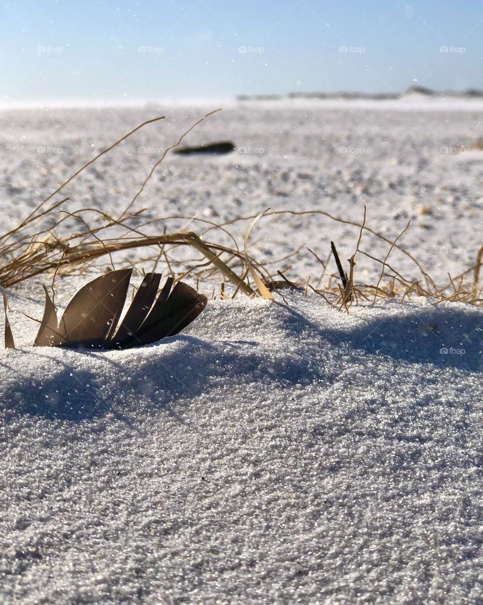 Low angle closeup of sandy white beach with dried sea oats and a shore bird feather partially buried. The wind is blowing so hard the grains of sand are blowing and drifting like snow.