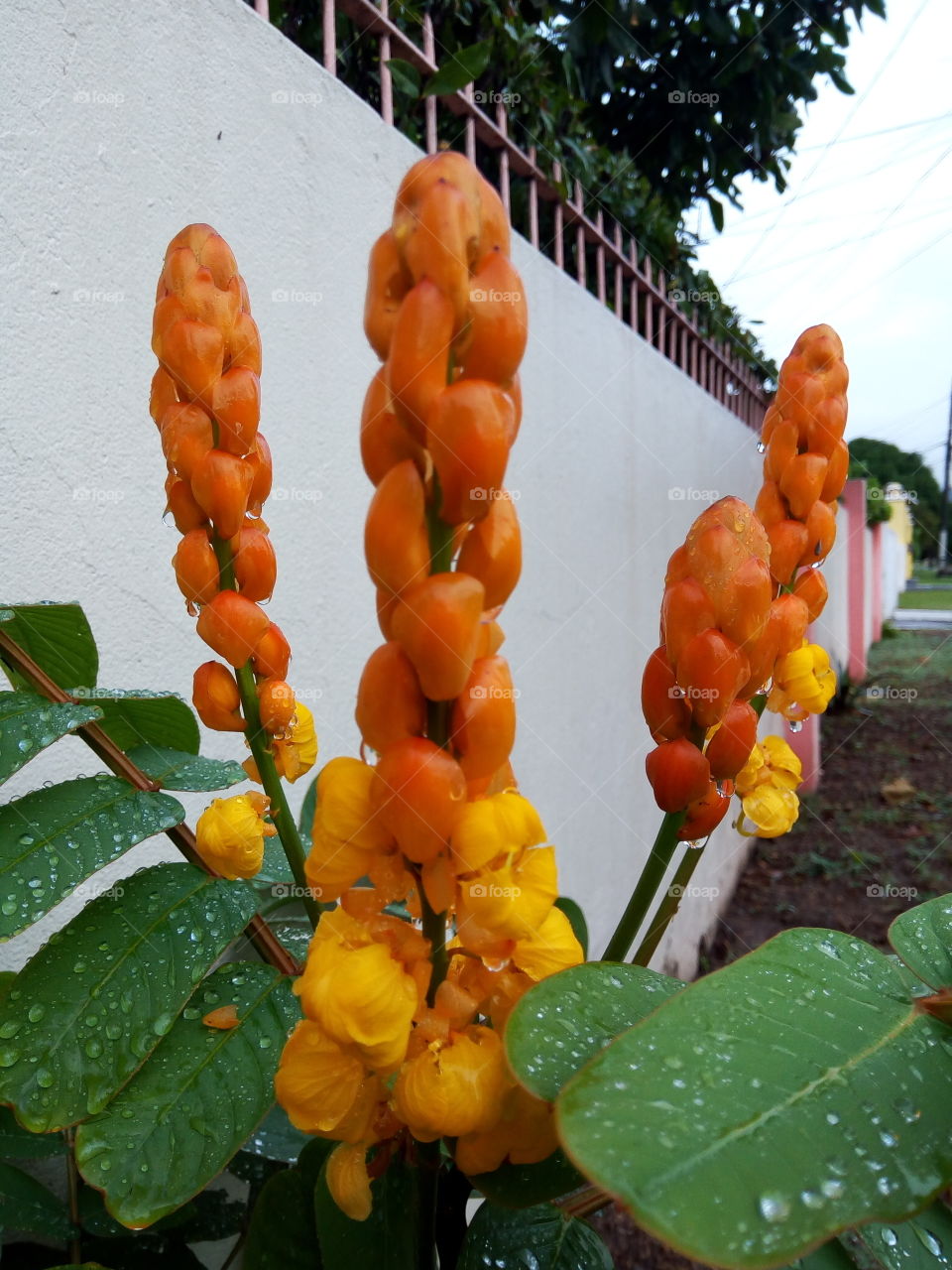 king of the  forest  tree