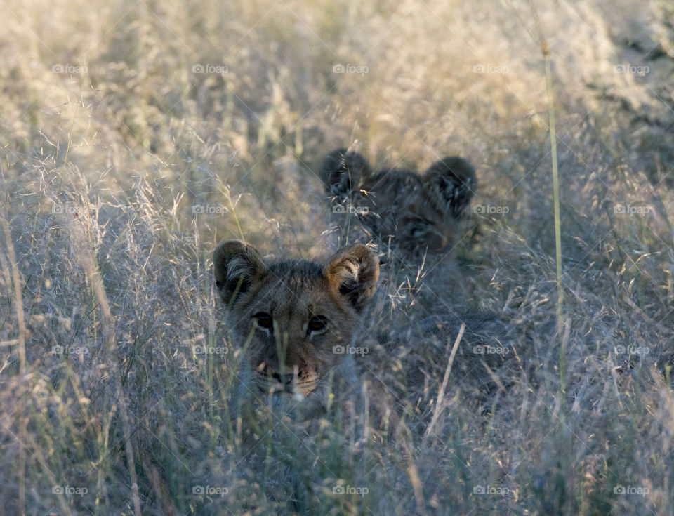Two lion cubs hiding in the grass