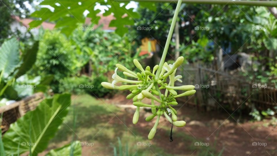 papaya fruit flower photo