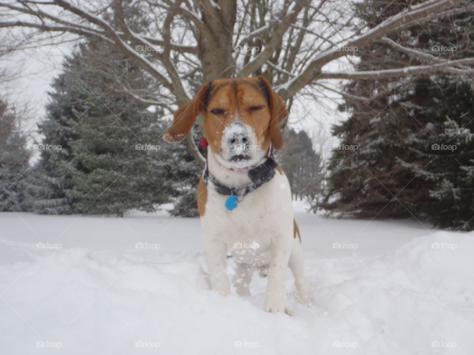 snow covered beagle