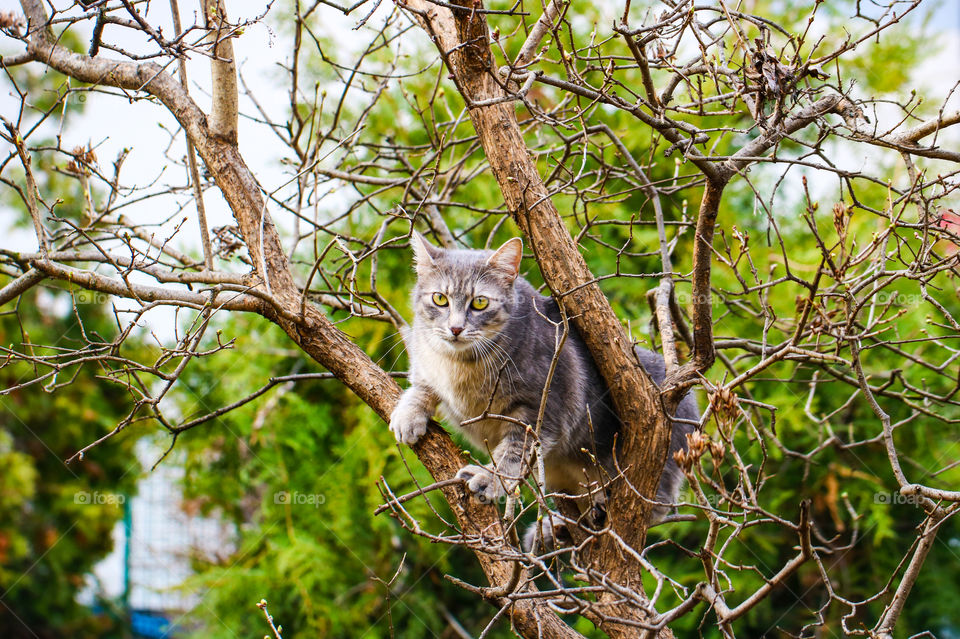 Gray tabby cat in the tree