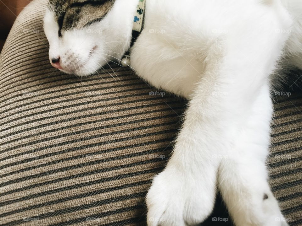 Cat sleeping on sofa