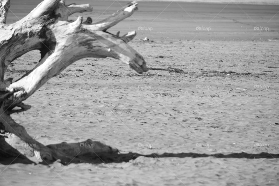 Driftwood in black and white 