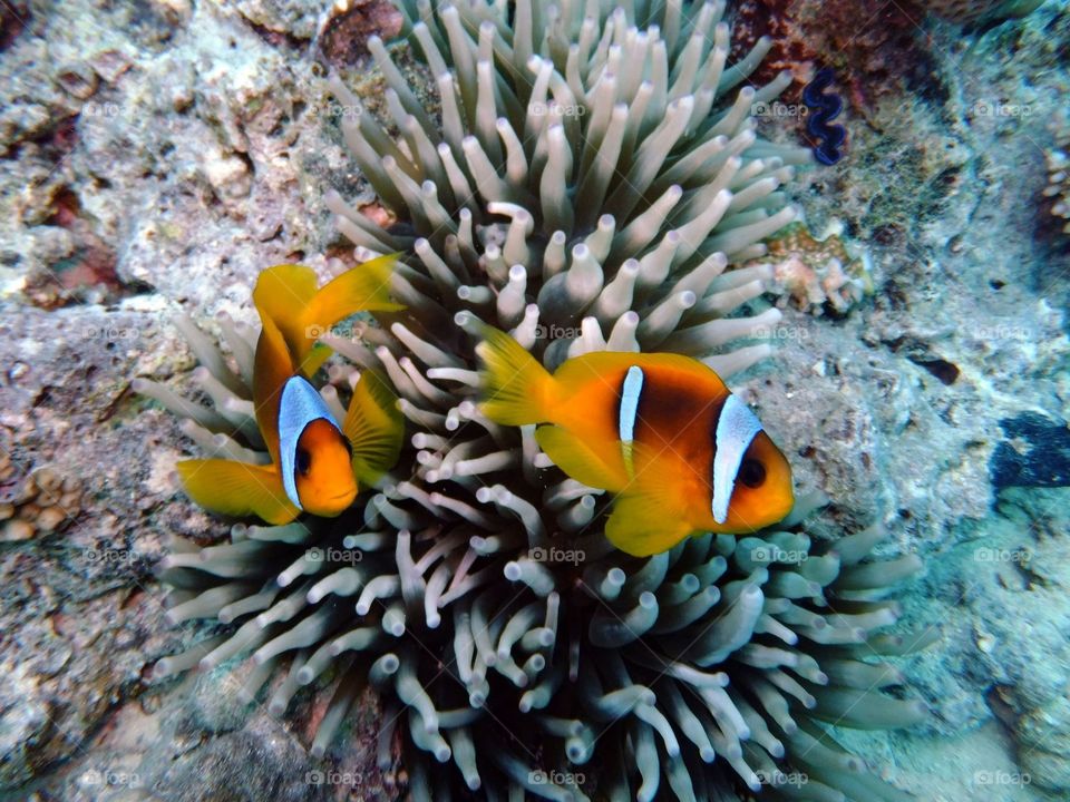 Clown fish