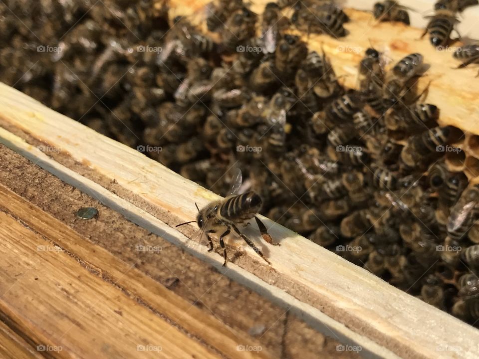 Eine Biene in der Abwehrhaltung. Der Hintern ist nach oben gestreckt.
