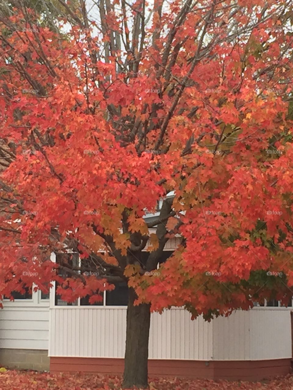 Fall Tree