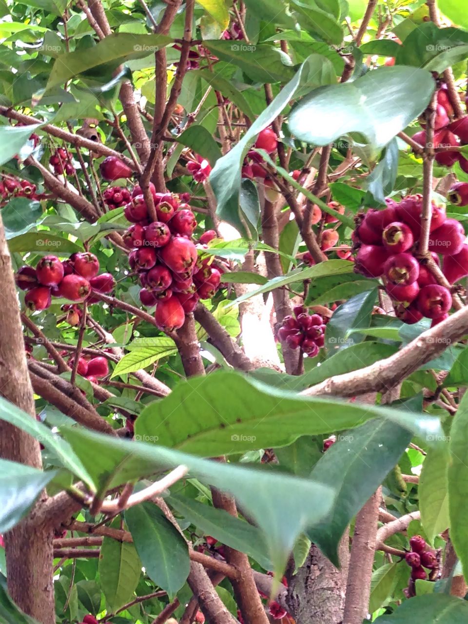 Time to get some fresh fruit as well