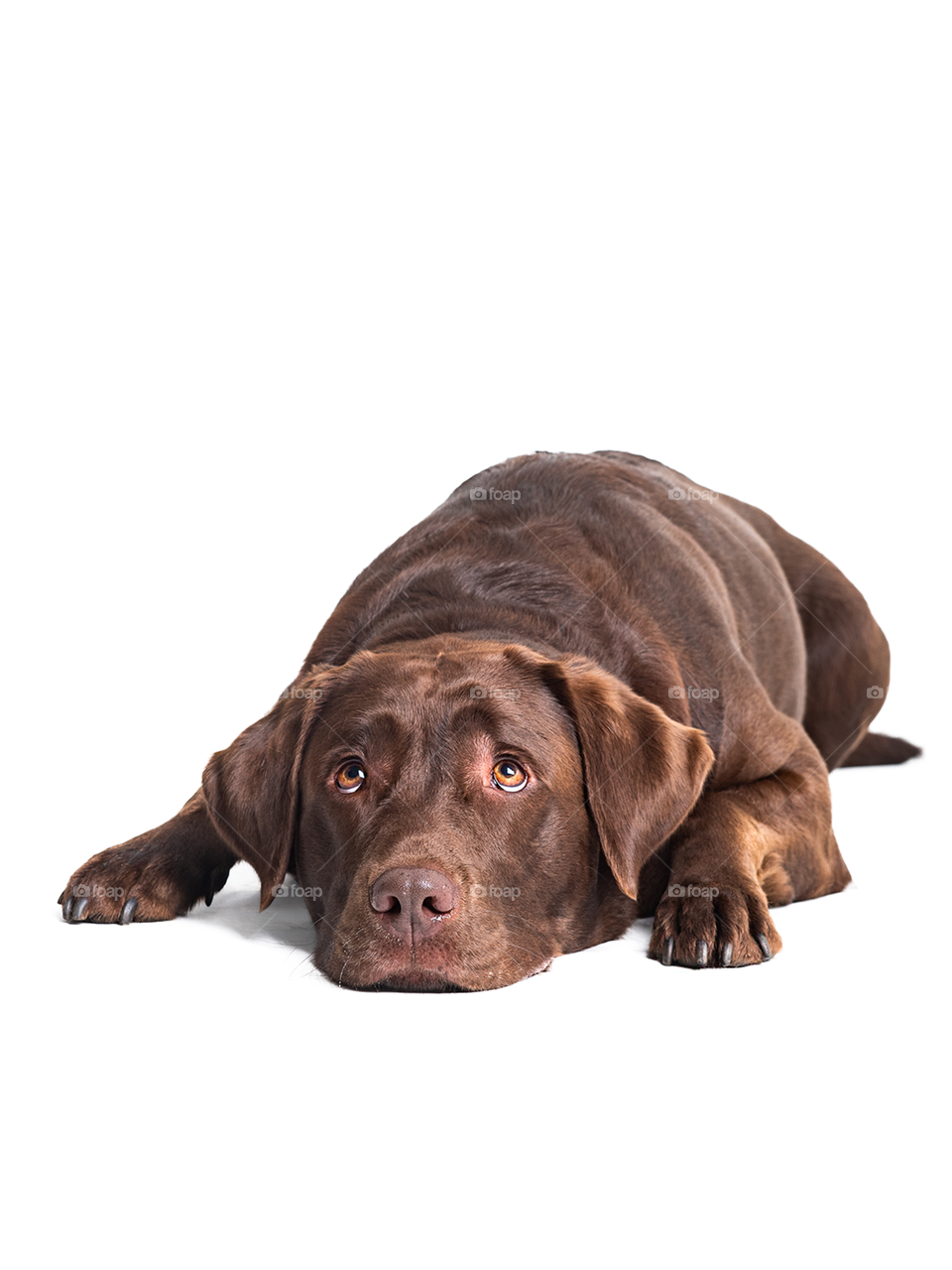 Cachorro da raça labrador pelagem chocolate deitado olhando para cima 