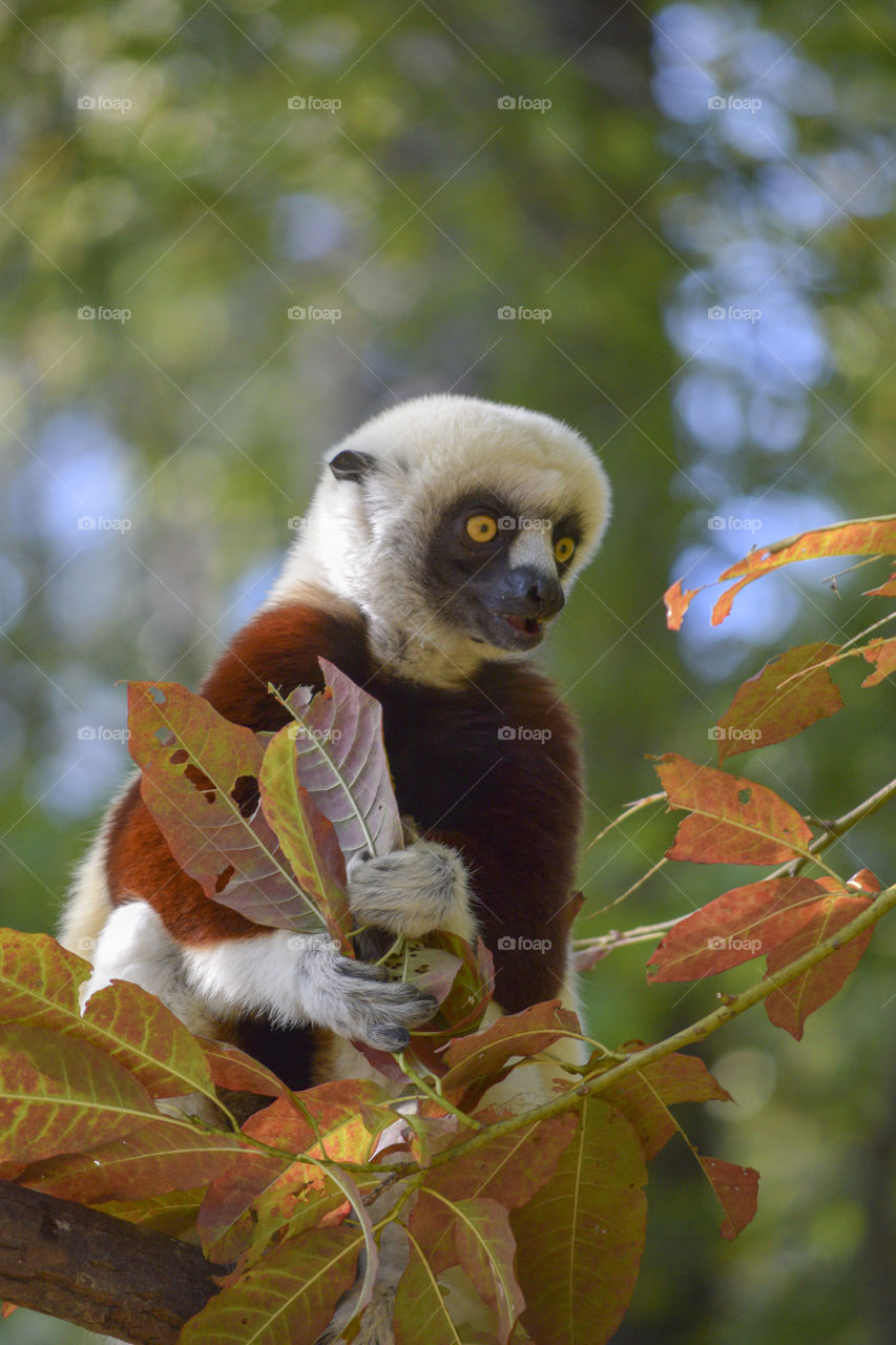 A Sifaka Lemur Clutching Leaves