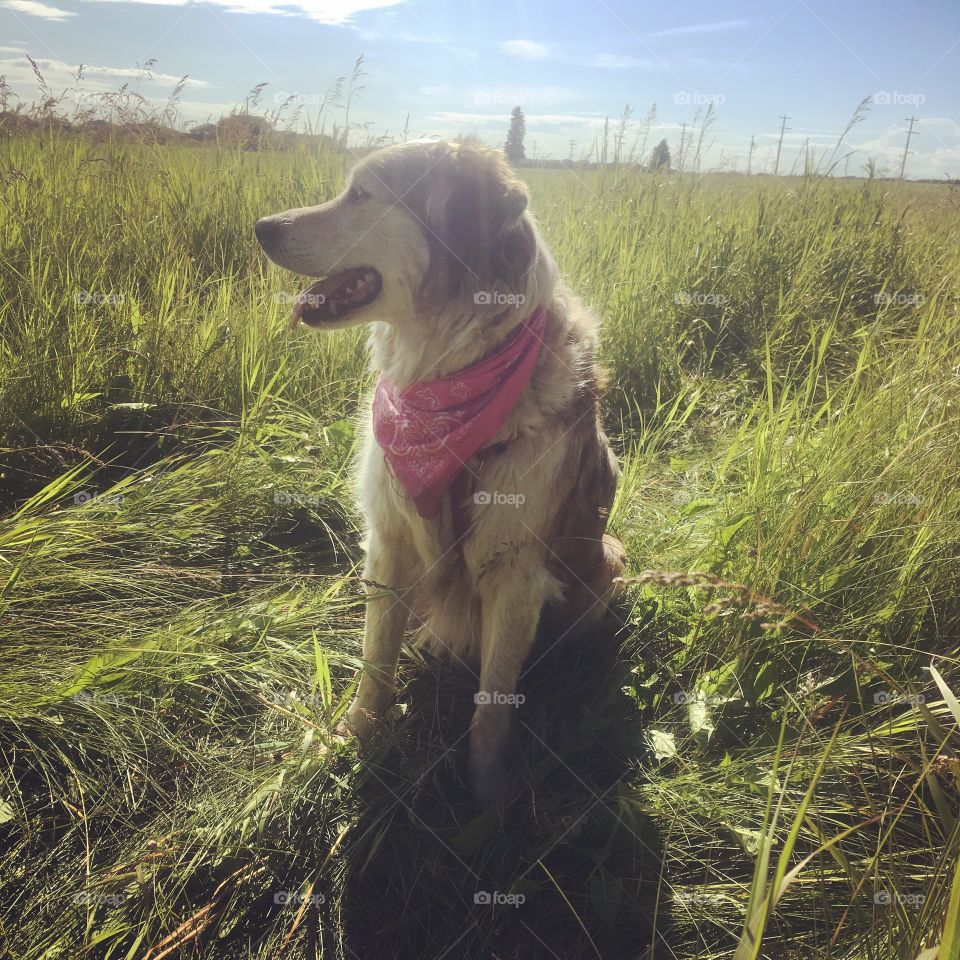 Playing in the field 