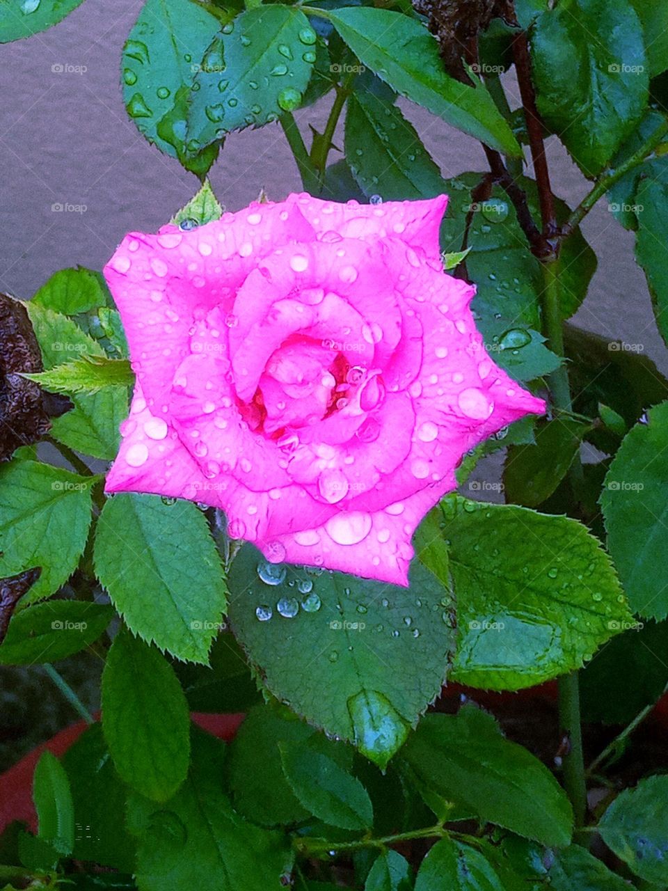 Beautiful pic , rain water drops on pink 💕rose🌹 flower 🌺🌻🌹🌷in our garden