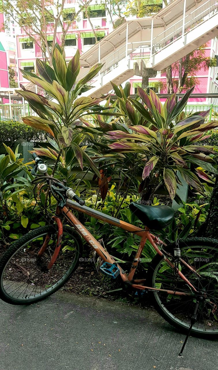 single bicycle Infront of colourful plants