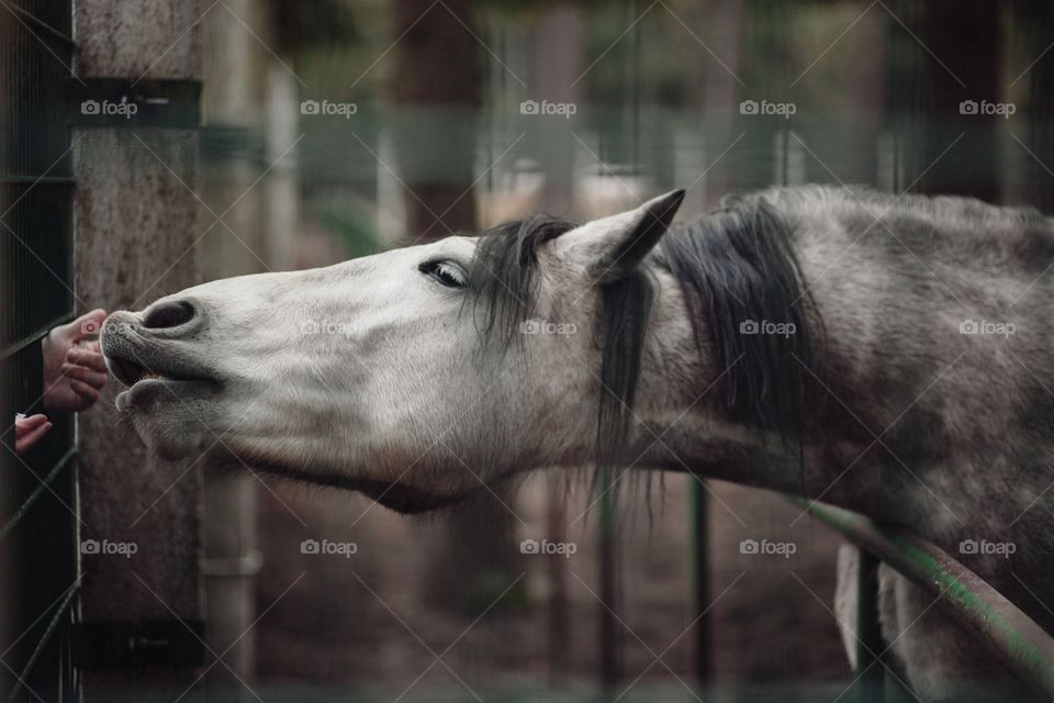 The horse reaches for the sweet to the man