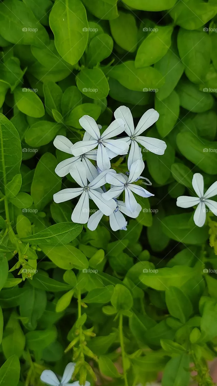 A white flowers in the green leaves.