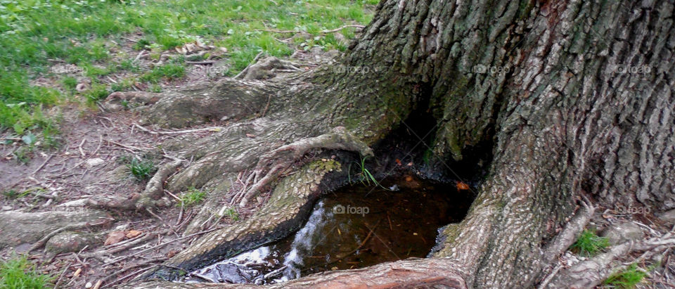 Tree stump . With puddle 