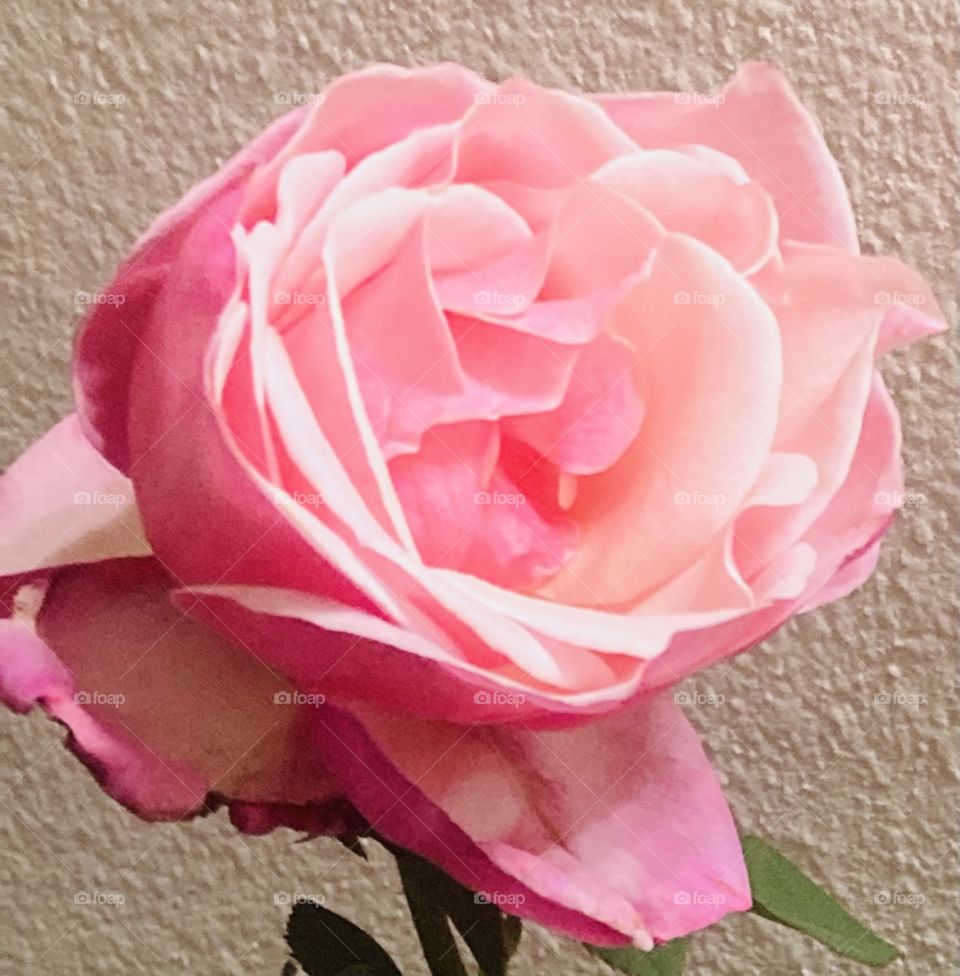 Glowing Gorgeous Rose