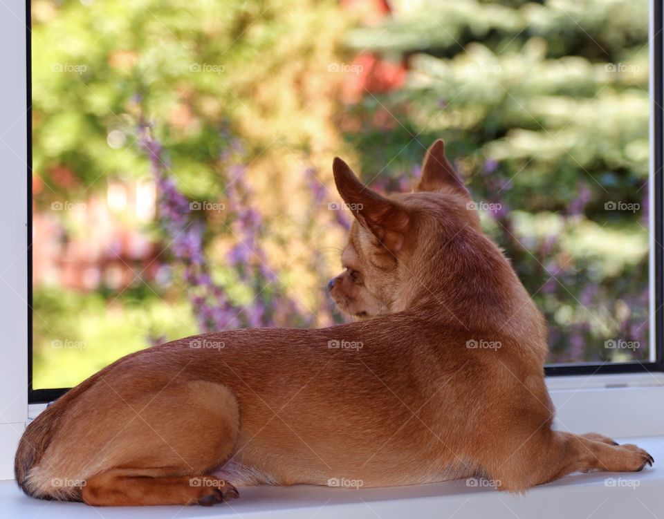 The dog looks out the window on the windowsill