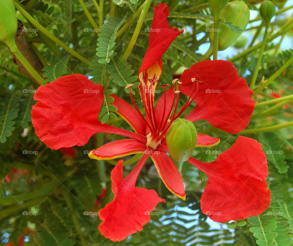 New Caledonia flower