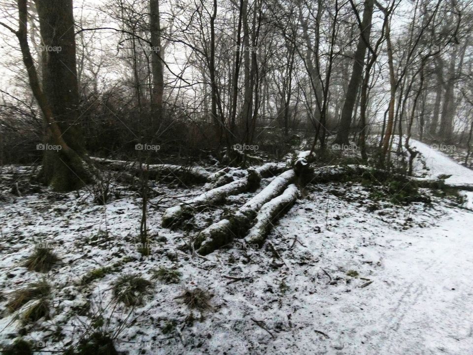 Winter fallen logs