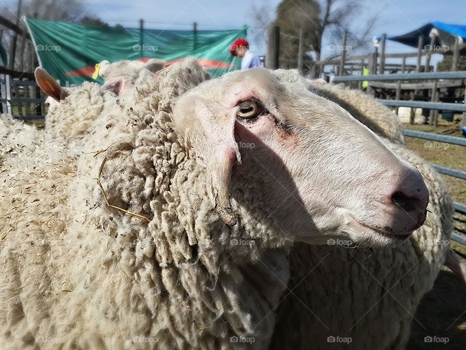 sheep face