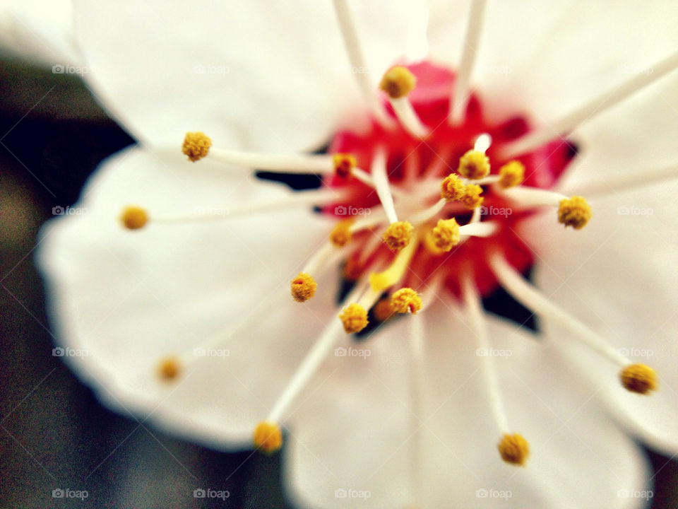 White macro closeup flower