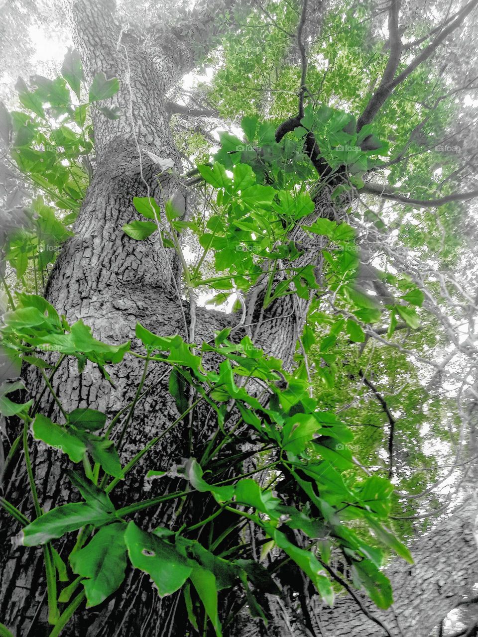 old florida oak tree