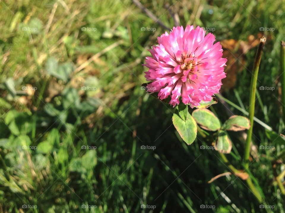 nature pink flower plant by twilite