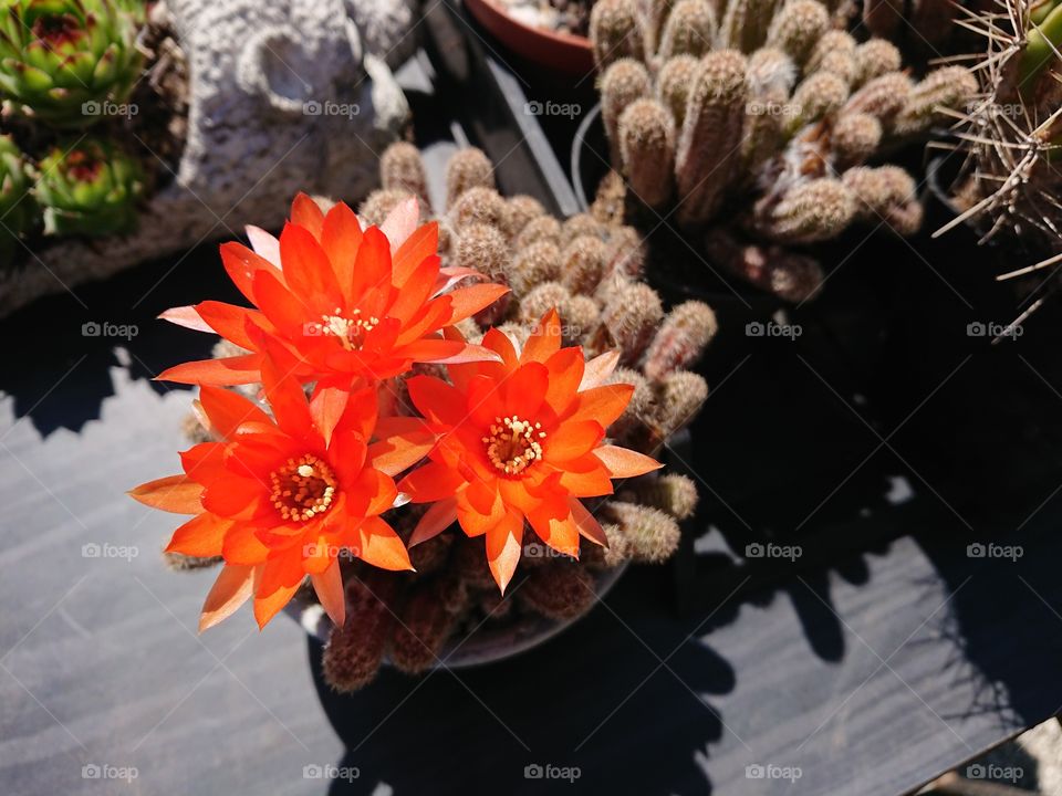 cactus in the garden with plants with colorful flowers 3 orange red