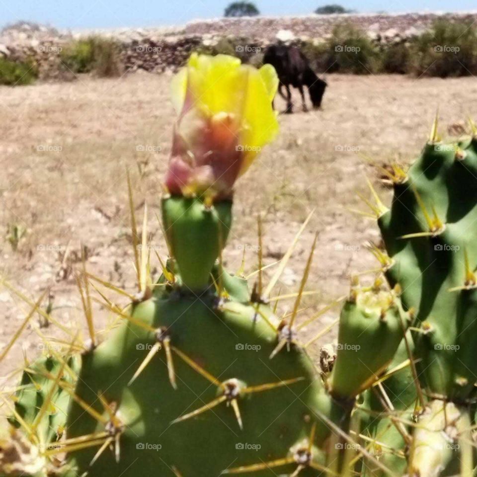 Beautiful green cactus and view to a black cow.