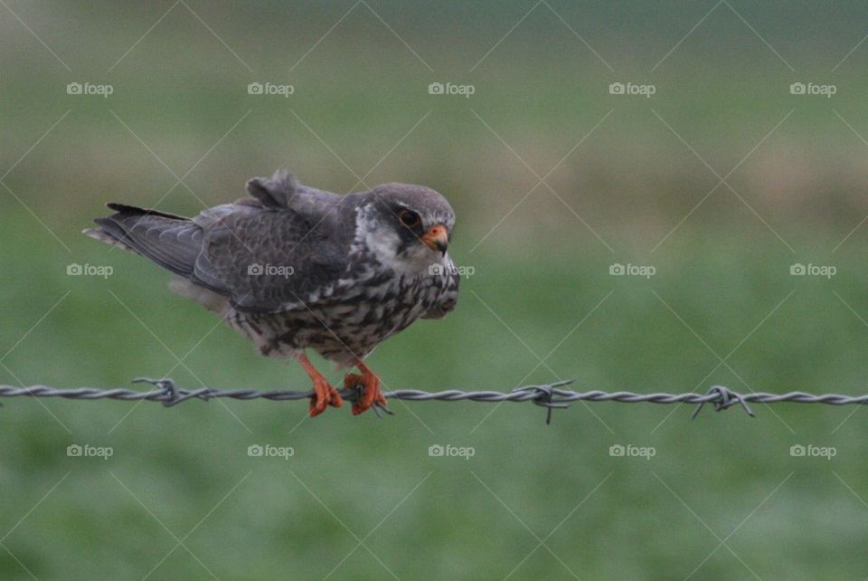 Bird on a wire