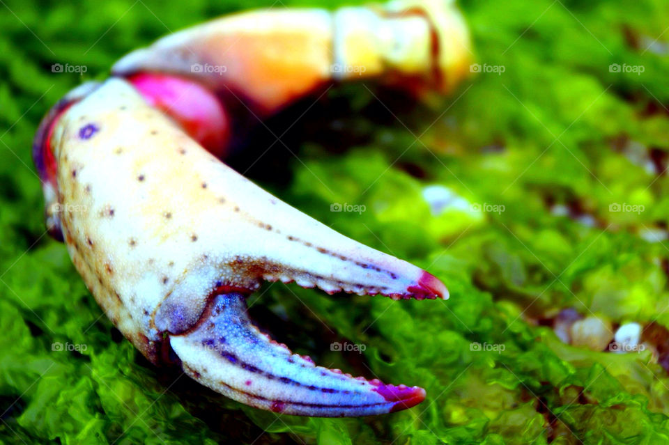 beach green nature animal by krispett