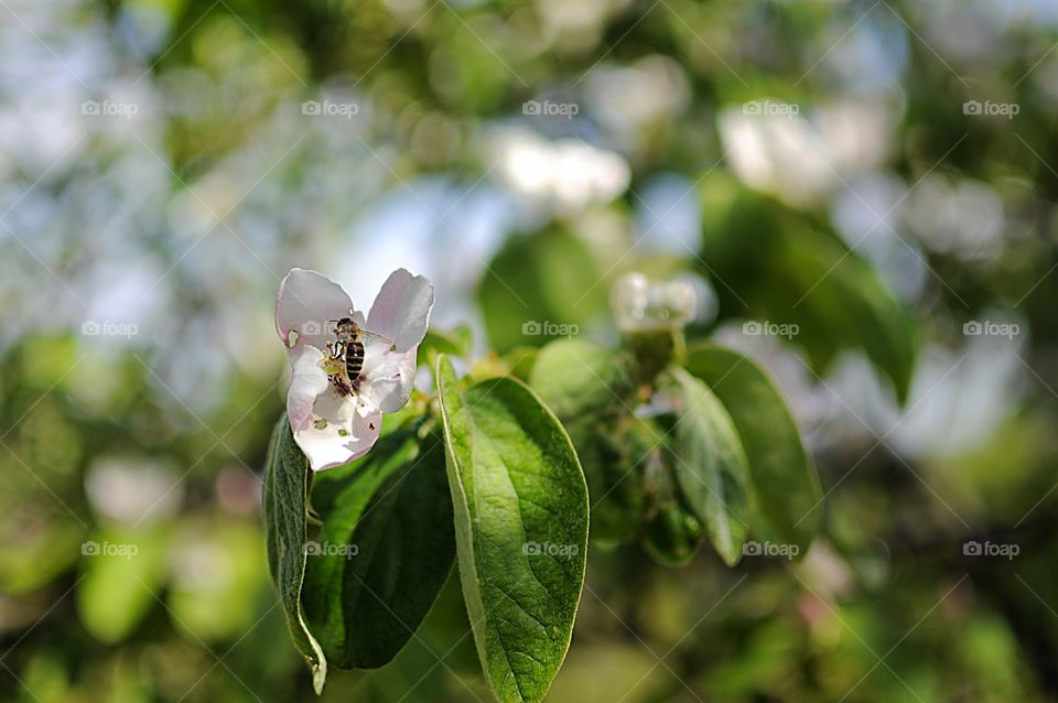working bee on a pear tree flower
