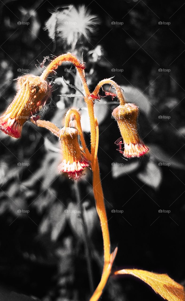 amazing flowers bud beautiful natural view