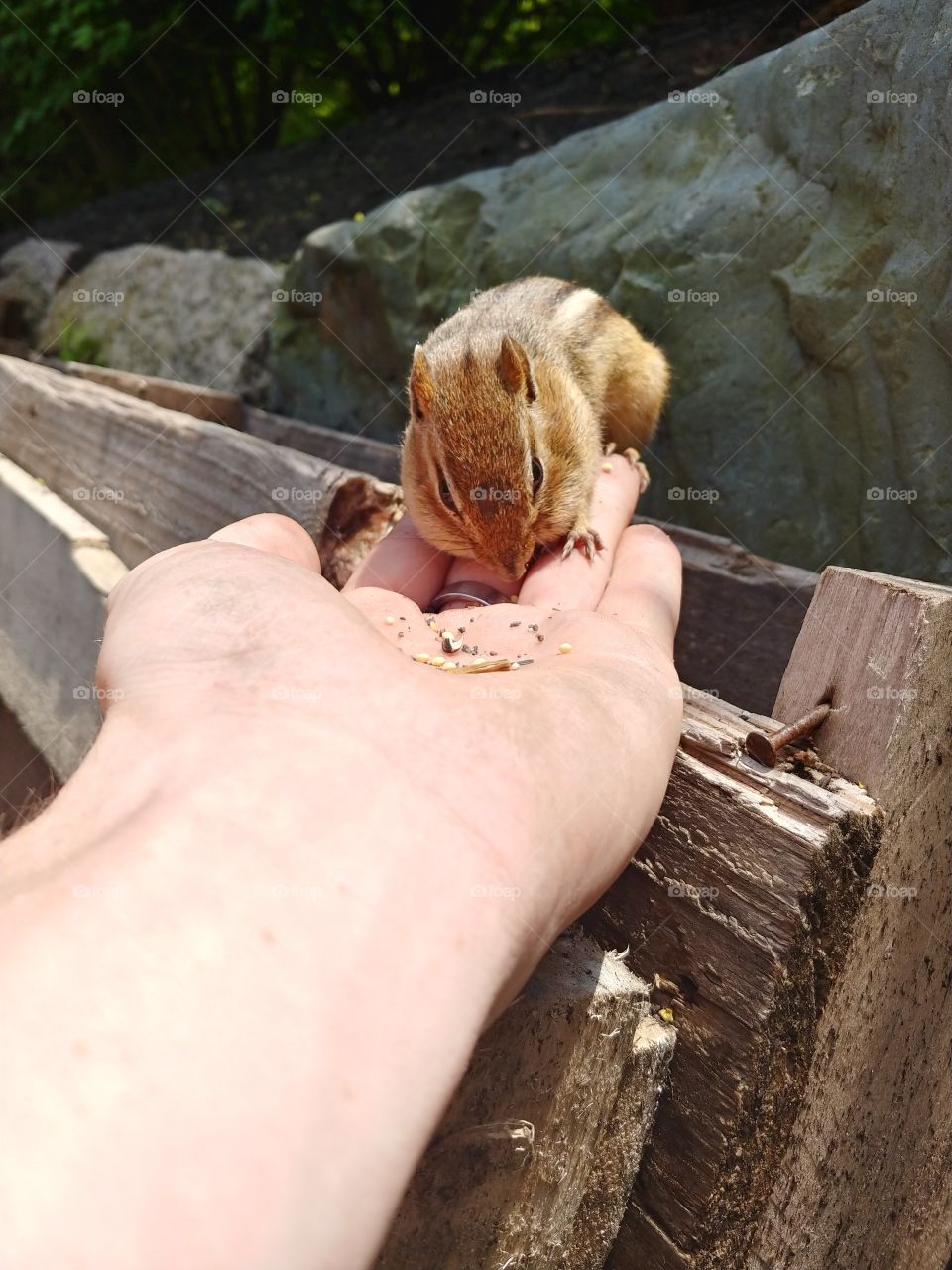 shorttail eats from my hand