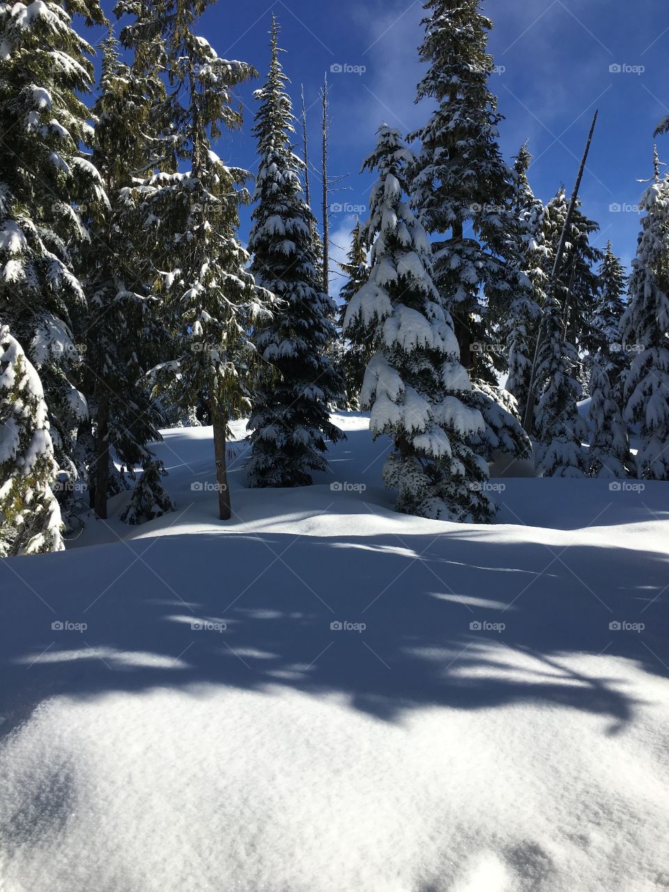 Snow in the forest