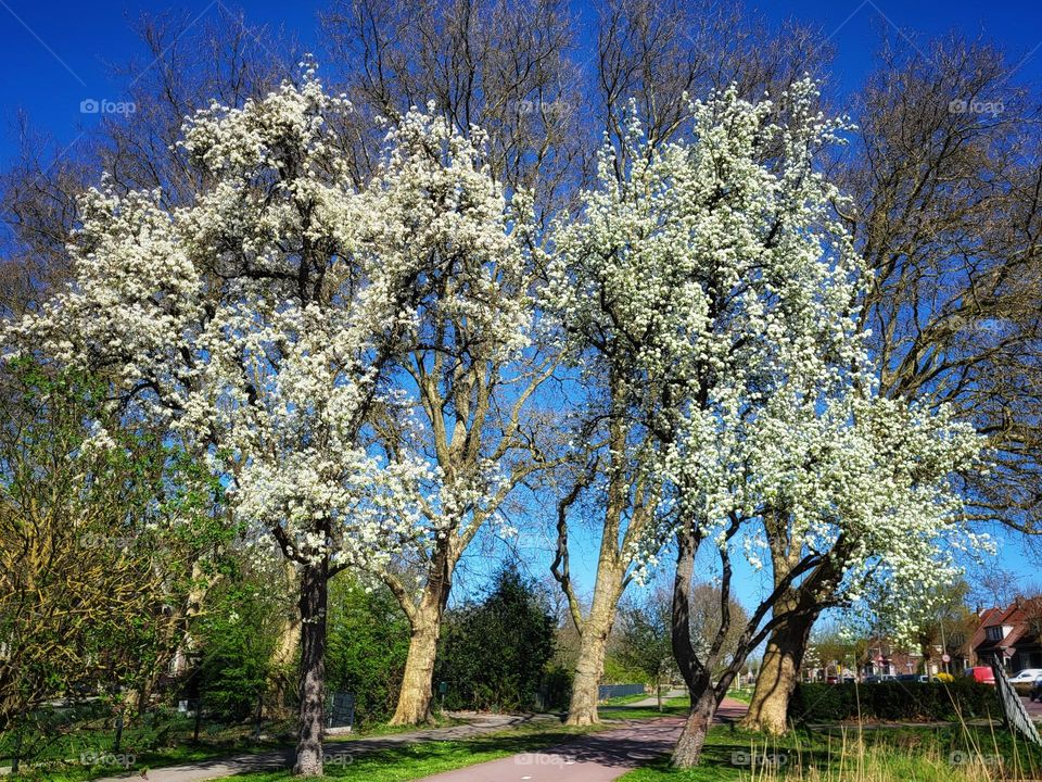 Spring is in the trees