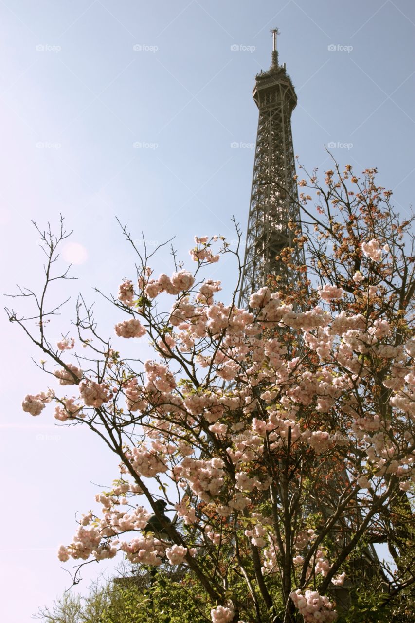 Eiffel Tower in the spring time 