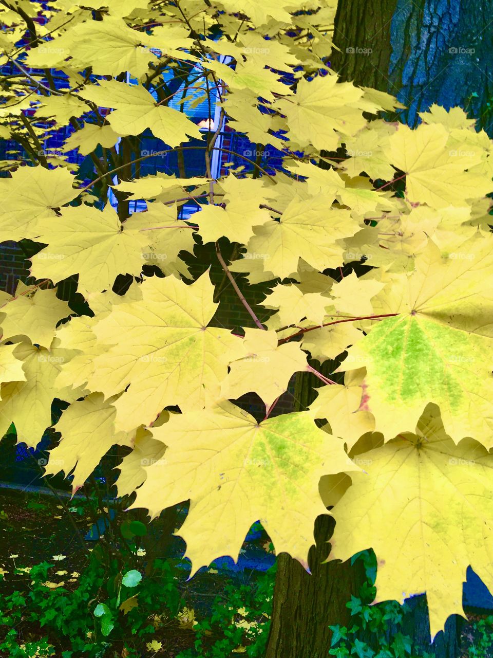 Maple leaves in autumn, Queens, New York 
