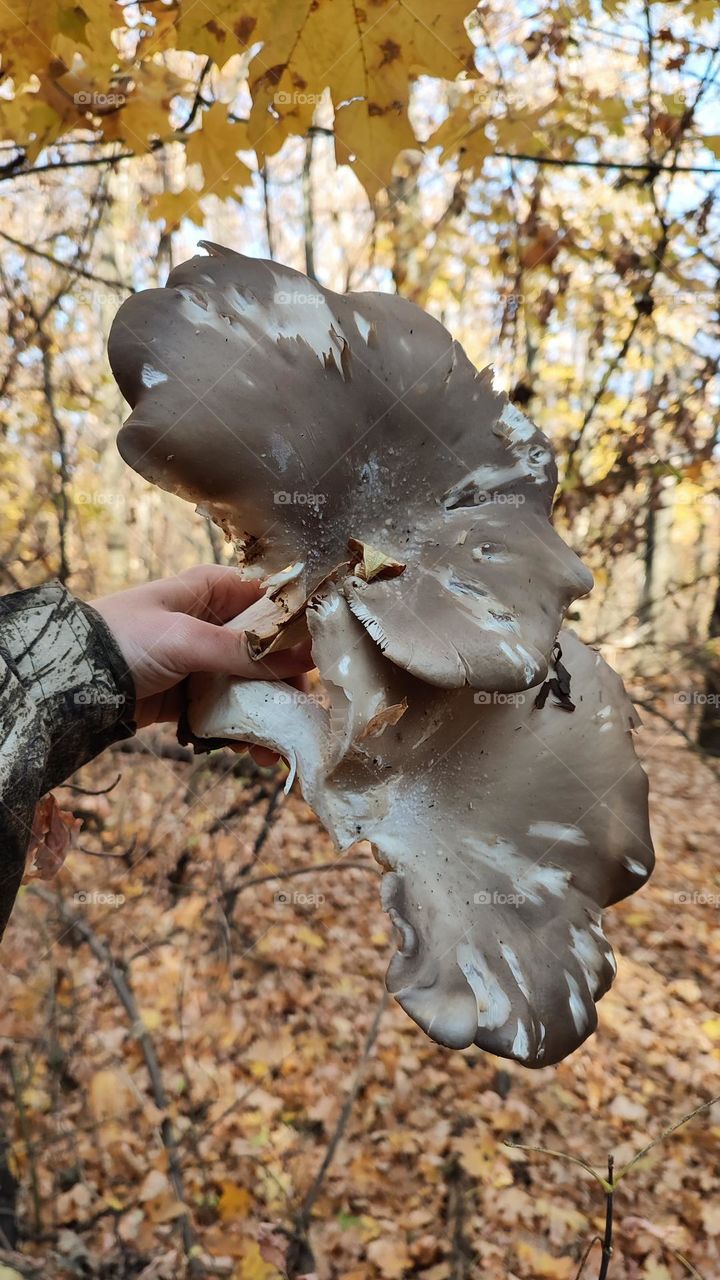 Huge wild oyster mushrooms pleurotus austreatus in hand, yellow autumn forest at the background, fungi, fungus, forest findings, edible mushrooms
