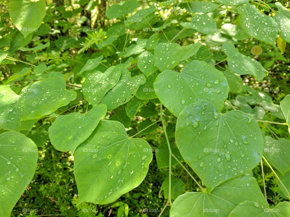 dew leaves