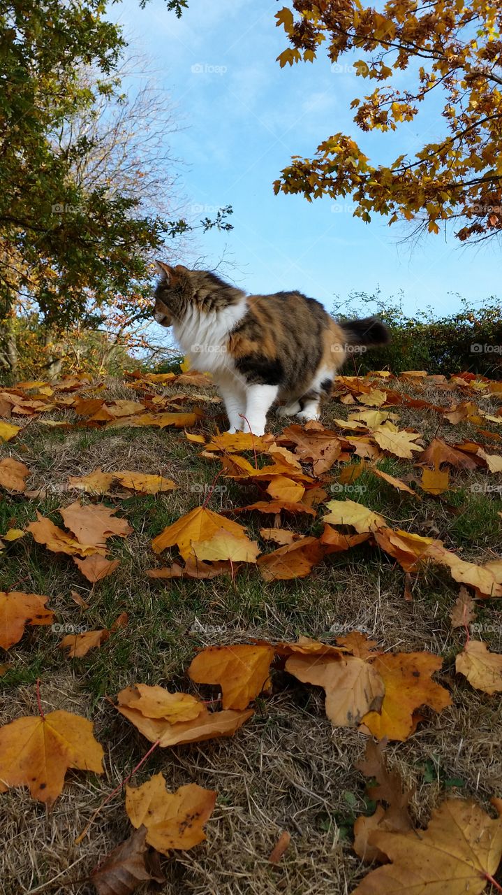 Fall, No Person, Outdoors, Nature, Leaf