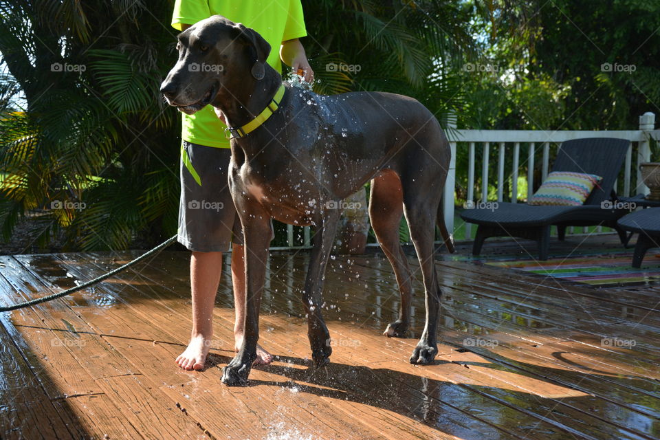 My son washing our big blue Great Dane 