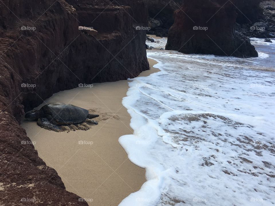 A sea turtle emerges from the ocean and stays on the sandy beach.