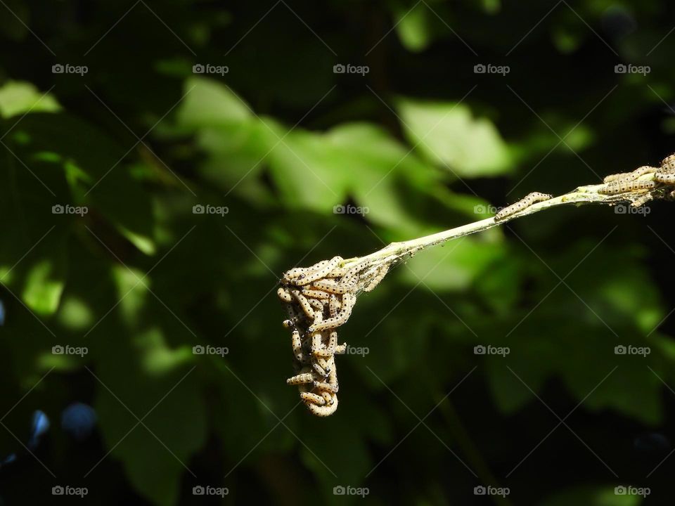 A group of caterpillars in a tree