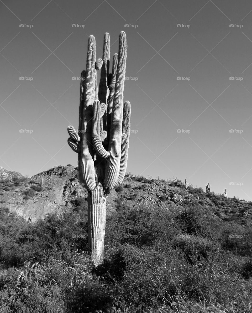 Black and White Cactus - Spur Cross Trail in Cave Creek, Arizona
