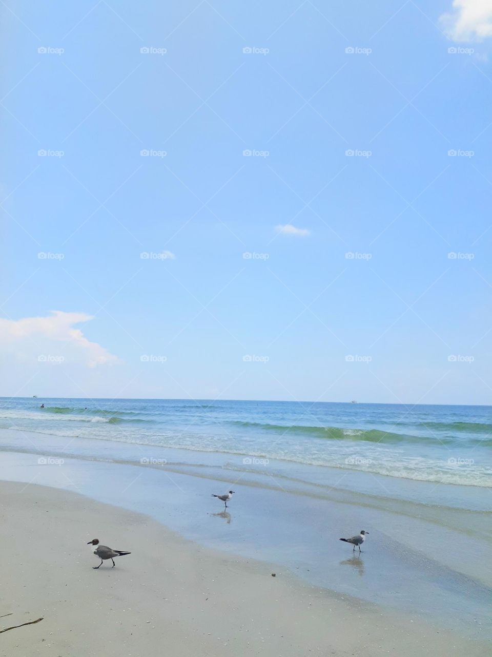 Three birds walk on the sandy beach near the ocean at Ponce Inlet Beach in Ponce Inlet, Florida.