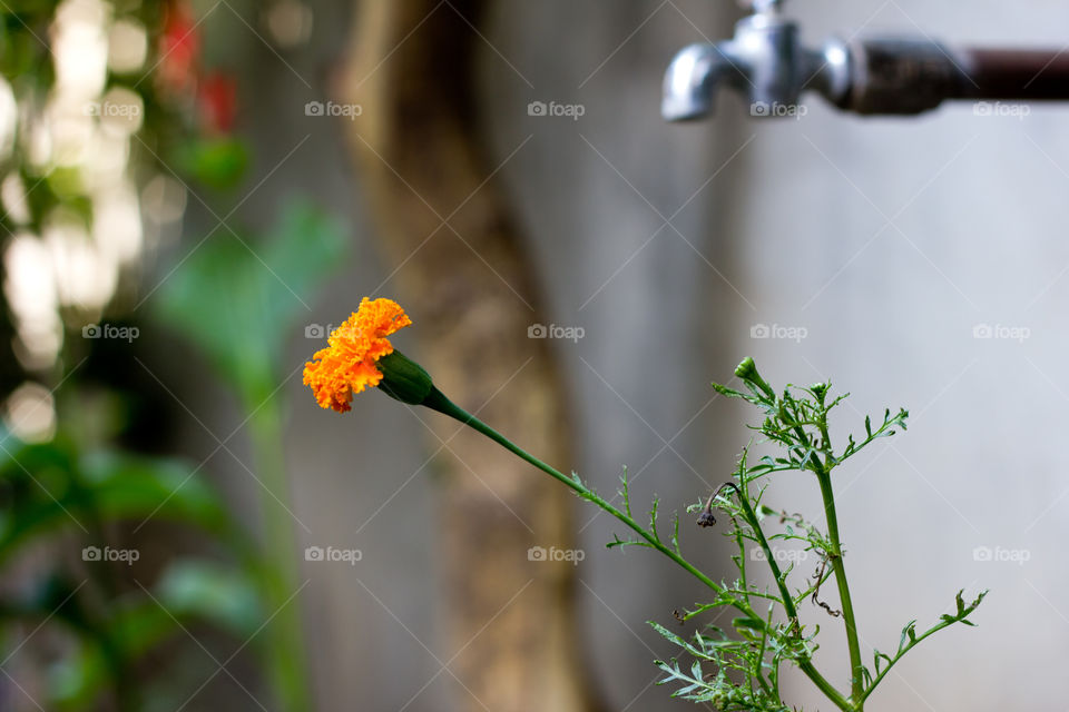 Flower growing under tap