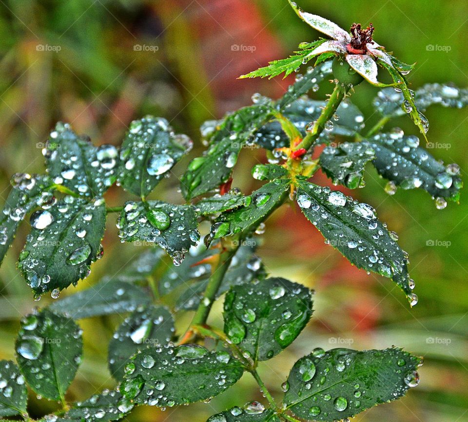 Dew drop in. The leaves on this plant are covered with dew drops from the 
early morning dew!