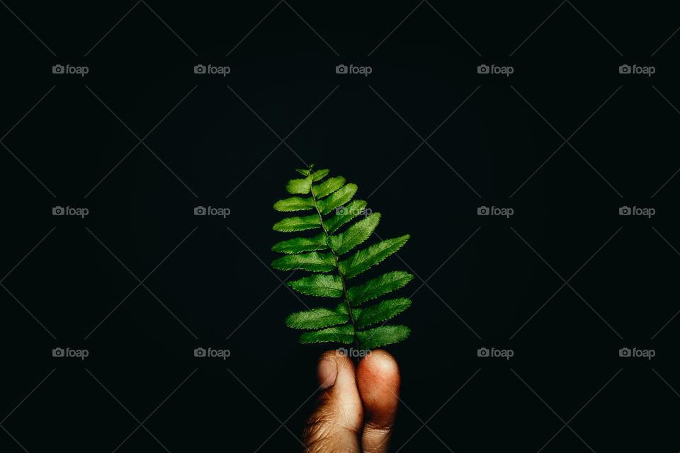 A photo of a tree on the hand